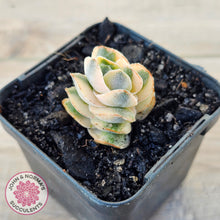 Load image into Gallery viewer, Crassula 'Ivory Pagoda' Variegata
