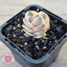 Load image into Gallery viewer, Crassula 'Ivory Pagoda' Variegata
