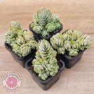 Crassula 'Ivory Pagoda' (multi)