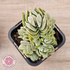 Crassula 'Ivory Pagoda' (multi)