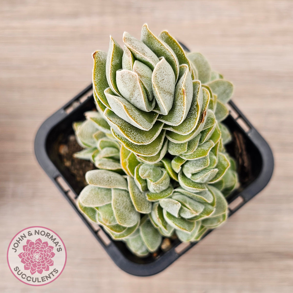 Crassula 'Ivory Pagoda' (multi)