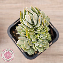 Load image into Gallery viewer, Crassula &#39;Ivory Pagoda&#39; (multi)
