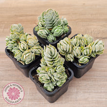 Load image into Gallery viewer, Crassula &#39;Ivory Pagoda&#39; (multi)
