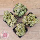 Crassula 'Ivory Pagoda' (multi)