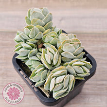 Load image into Gallery viewer, Crassula &#39;Ivory Pagoda&#39; (multi)
