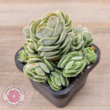 Load image into Gallery viewer, Crassula &#39;Ivory Pagoda&#39; (multi)
