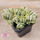 Crassula 'Ivory Pagoda' (multi)
