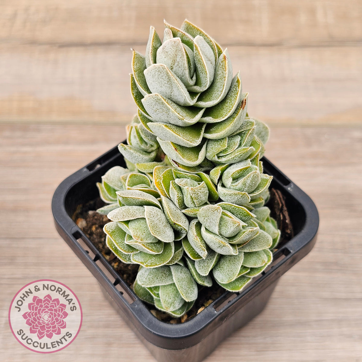 Crassula 'Ivory Pagoda' (multi)