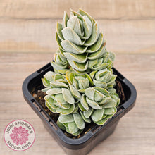 Load image into Gallery viewer, Crassula &#39;Ivory Pagoda&#39; (multi)
