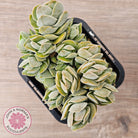 Crassula 'Ivory Pagoda' (multi)