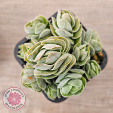 Load image into Gallery viewer, Crassula &#39;Ivory Pagoda&#39; (multi)
