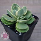 Crassula Swaziensis Variegata 'Money Maker'