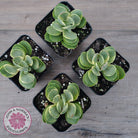Crassula Swaziensis Variegata 'Money Maker'