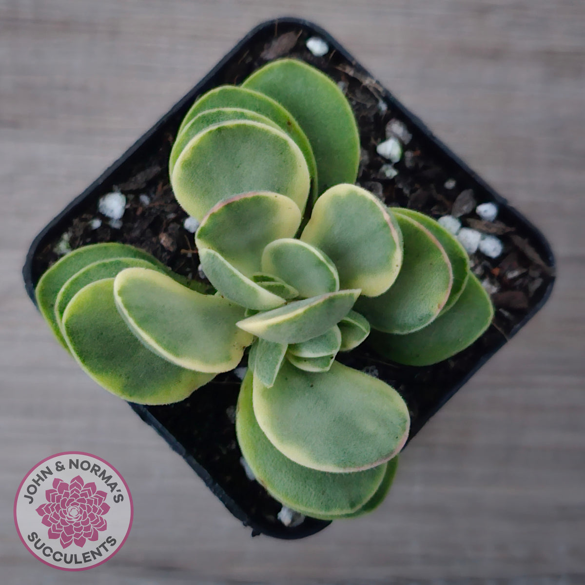 Crassula Swaziensis Variegata 'Money Maker'