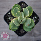 Crassula Swaziensis Variegata 'Money Maker'