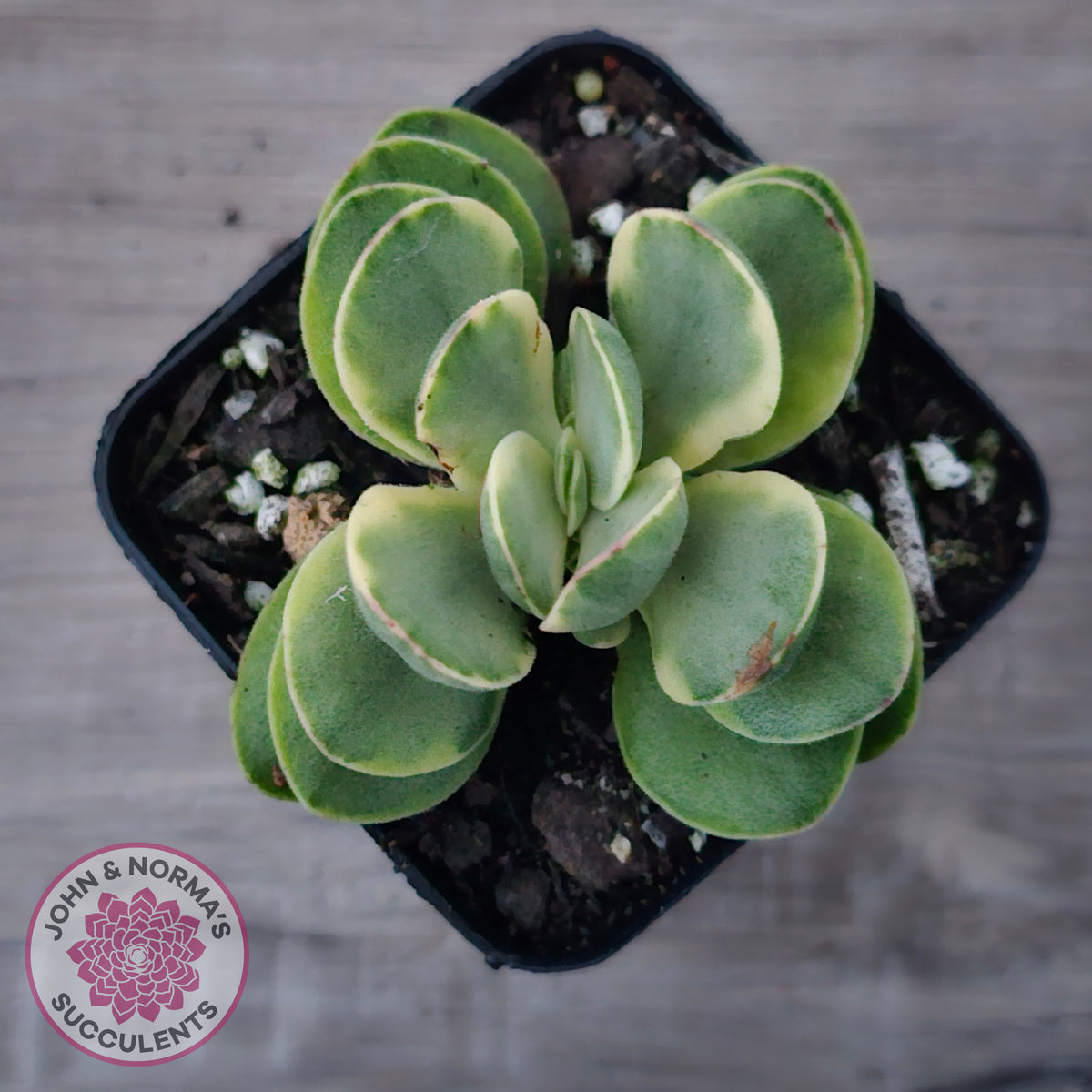 Crassula Swaziensis Variegata 'Money Maker'