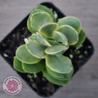 Crassula Swaziensis Variegata 'Money Maker'