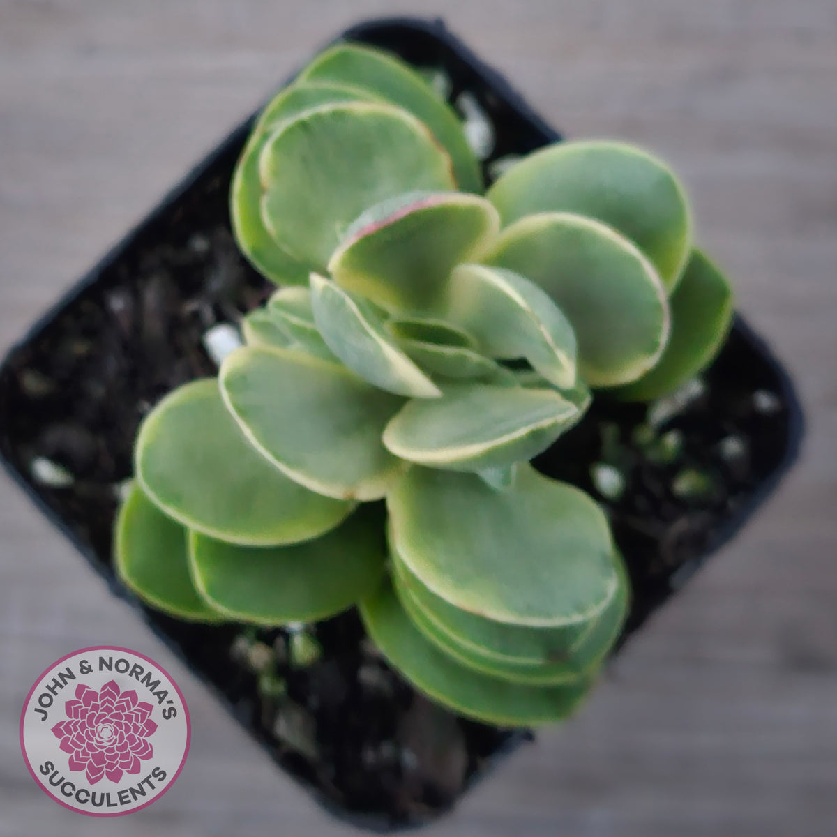 Crassula Swaziensis Variegata 'Money Maker'