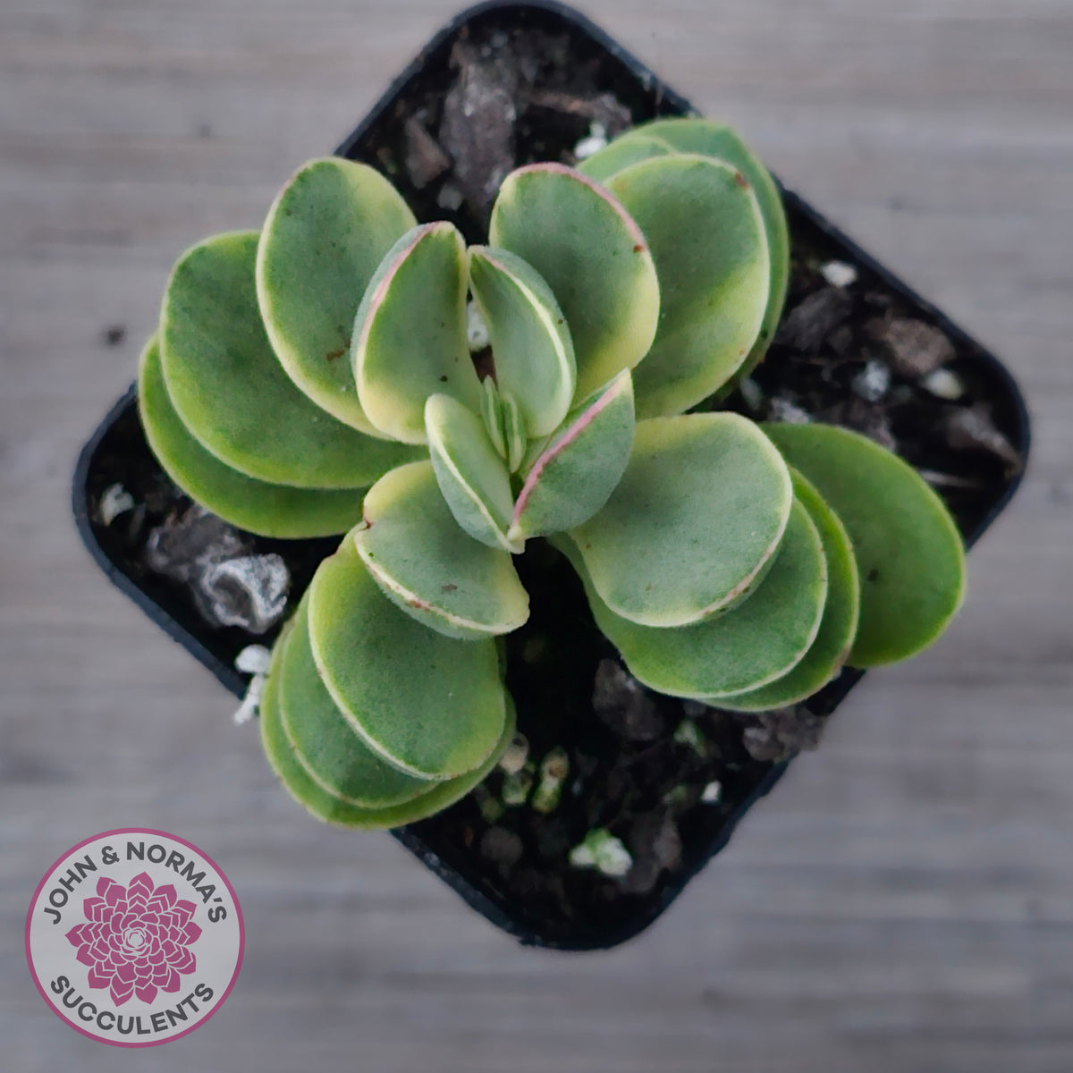 Crassula Swaziensis Variegata 'Money Maker'