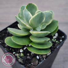 Load image into Gallery viewer, Crassula Swaziensis Variegata &#39;Money Maker&#39;
