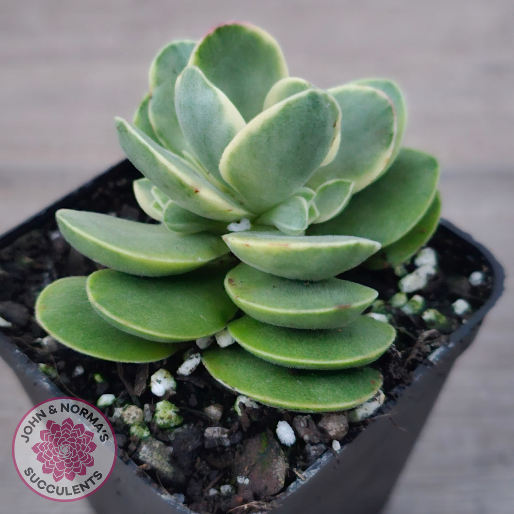 Crassula Swaziensis Variegata 'Money Maker'