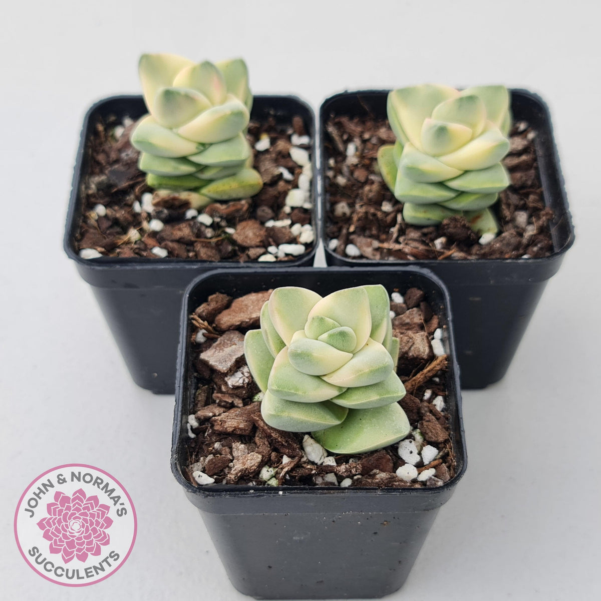 Crassula 'Moonglow' variegated