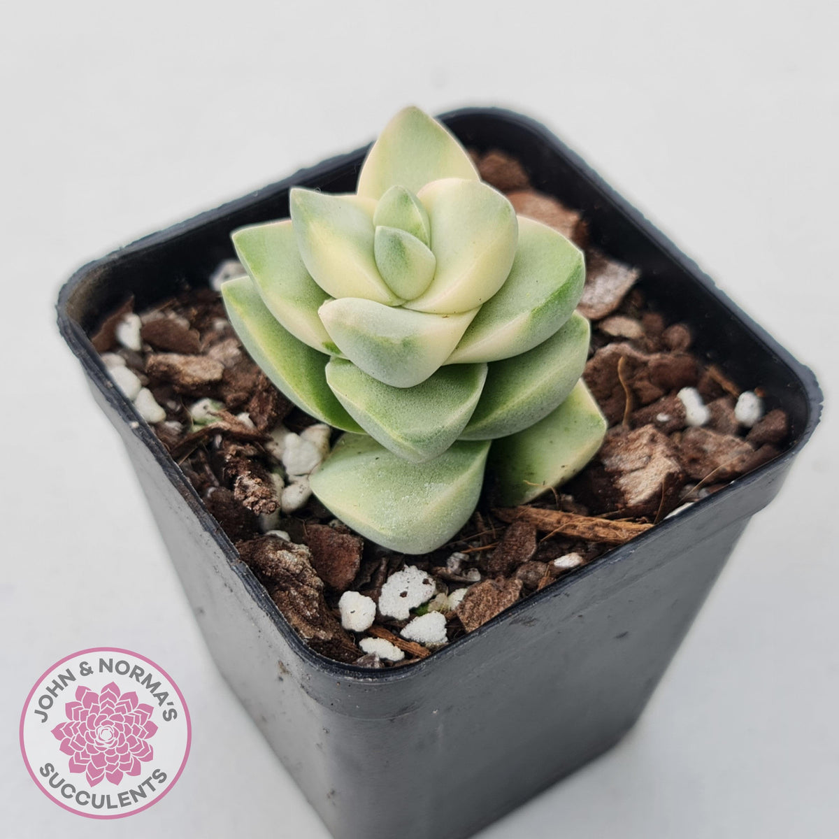 Crassula 'Moonglow' variegated
