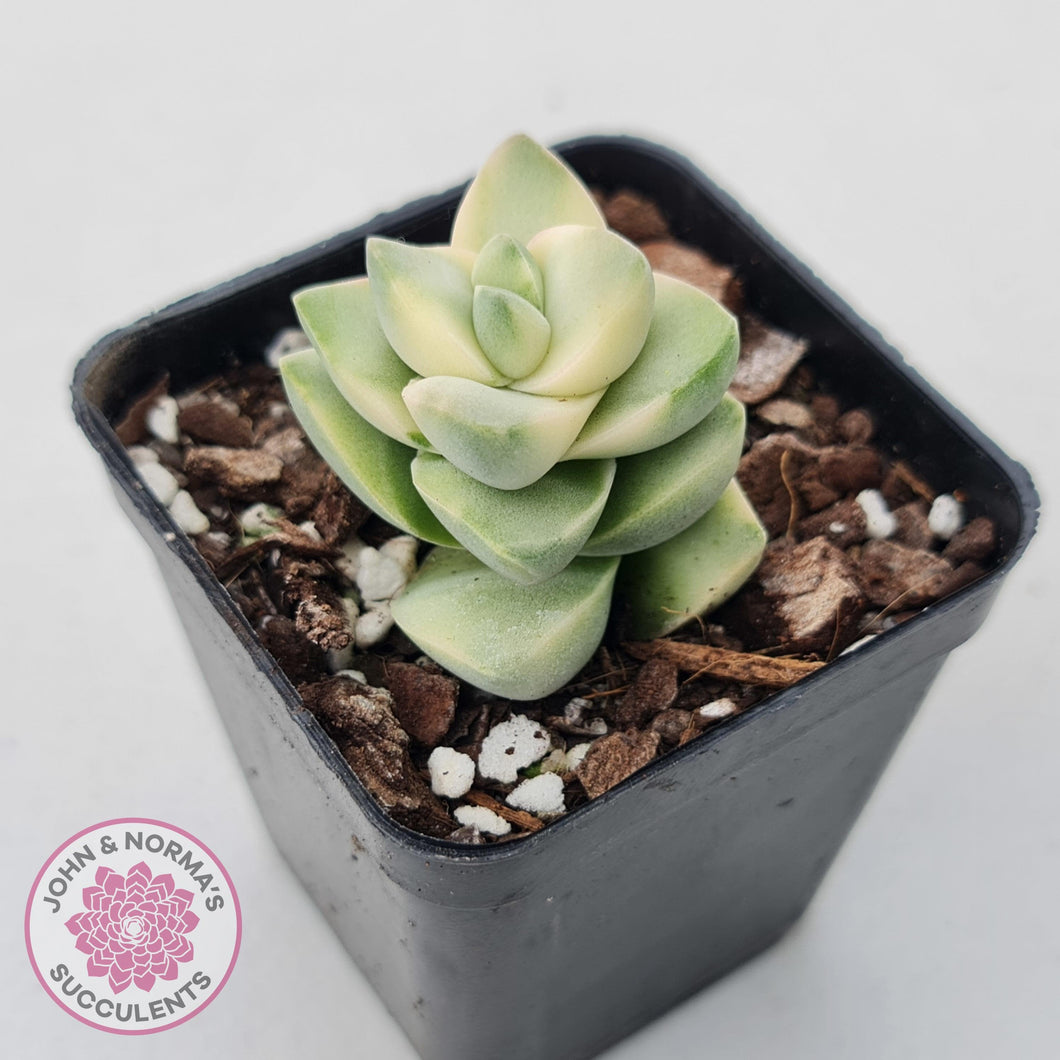 moonglow succulent care Buy Crassula 'Moonglow' variegated Australia