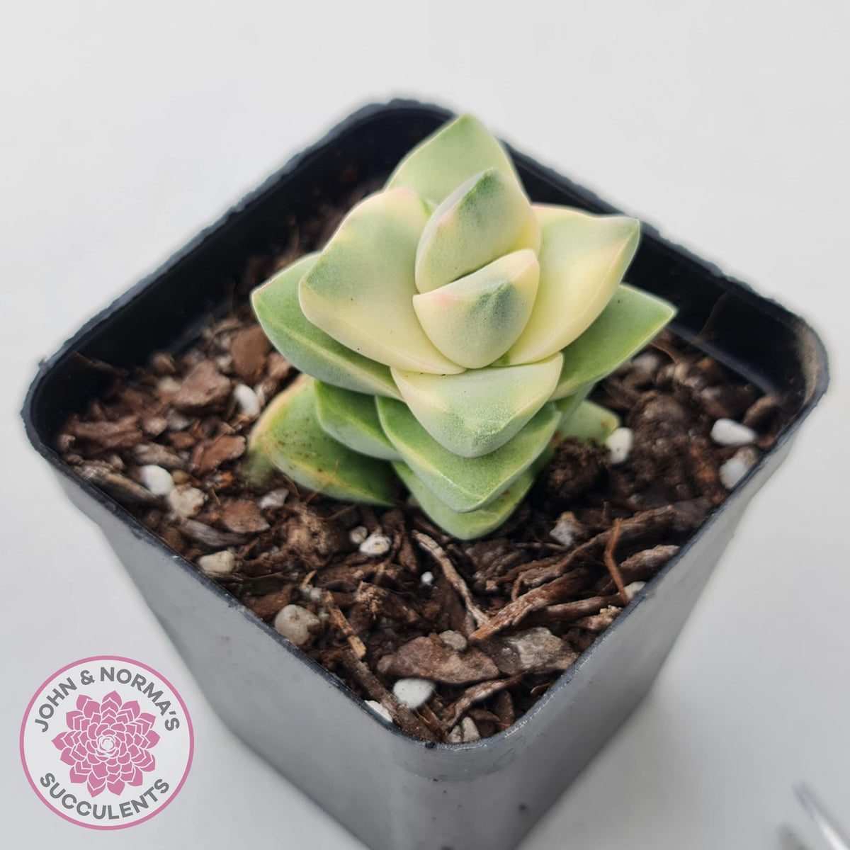 Crassula 'Moonglow' variegated
