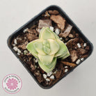 Crassula 'Moonglow' variegated
