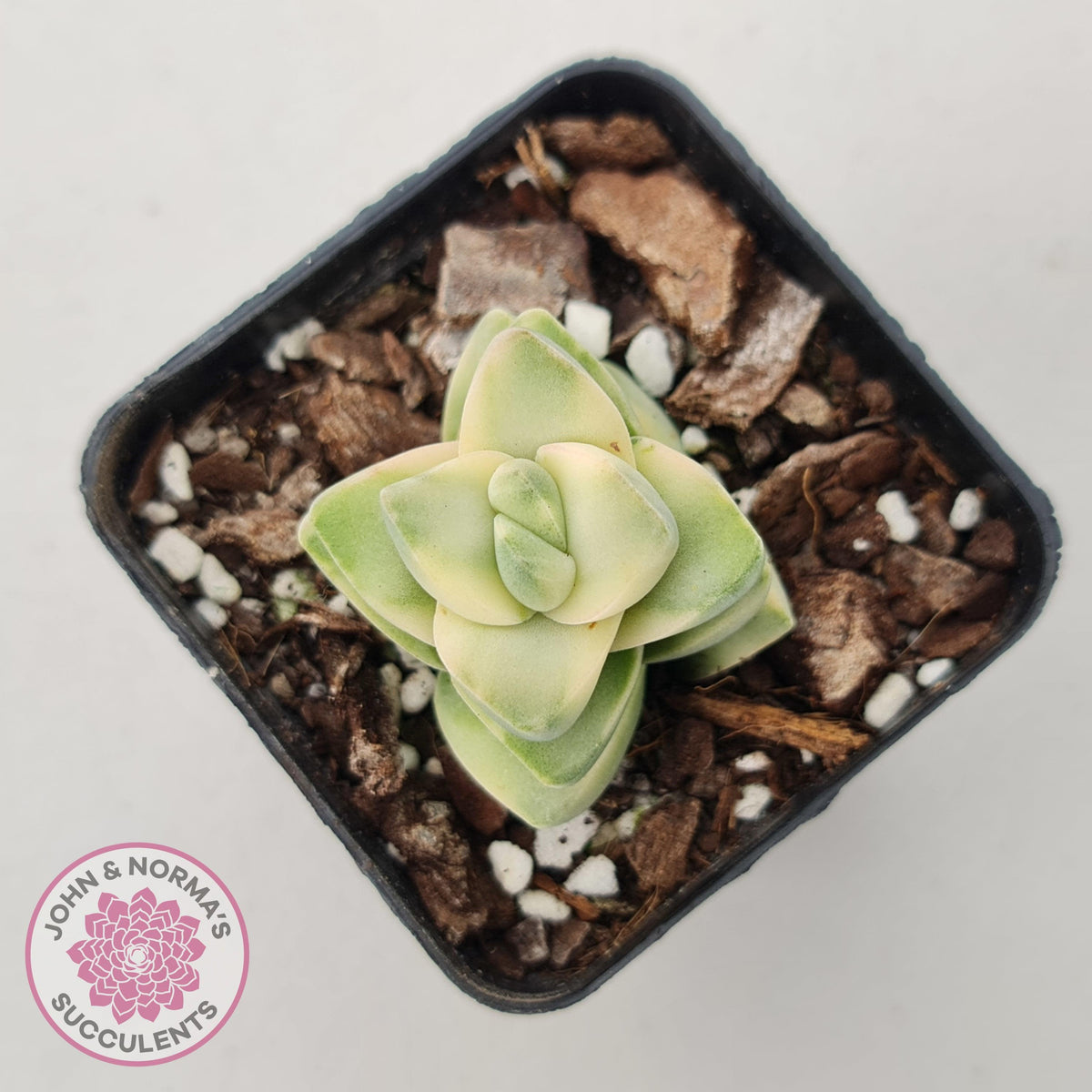 Crassula 'Moonglow' variegated
