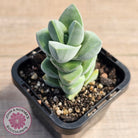 Crassula Moonglow