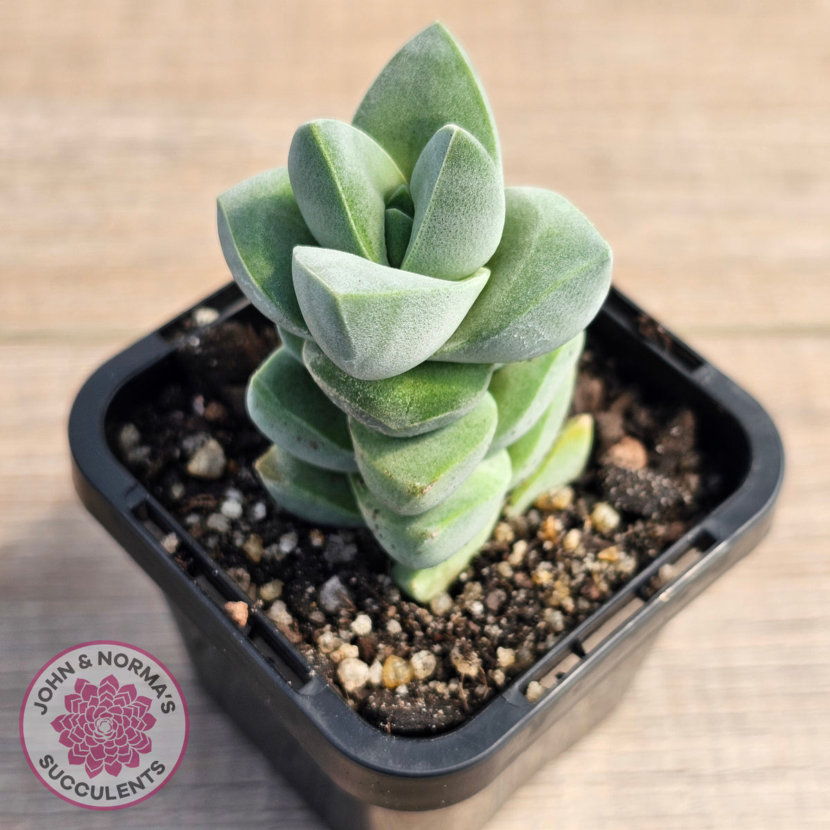 Crassula Moonglow