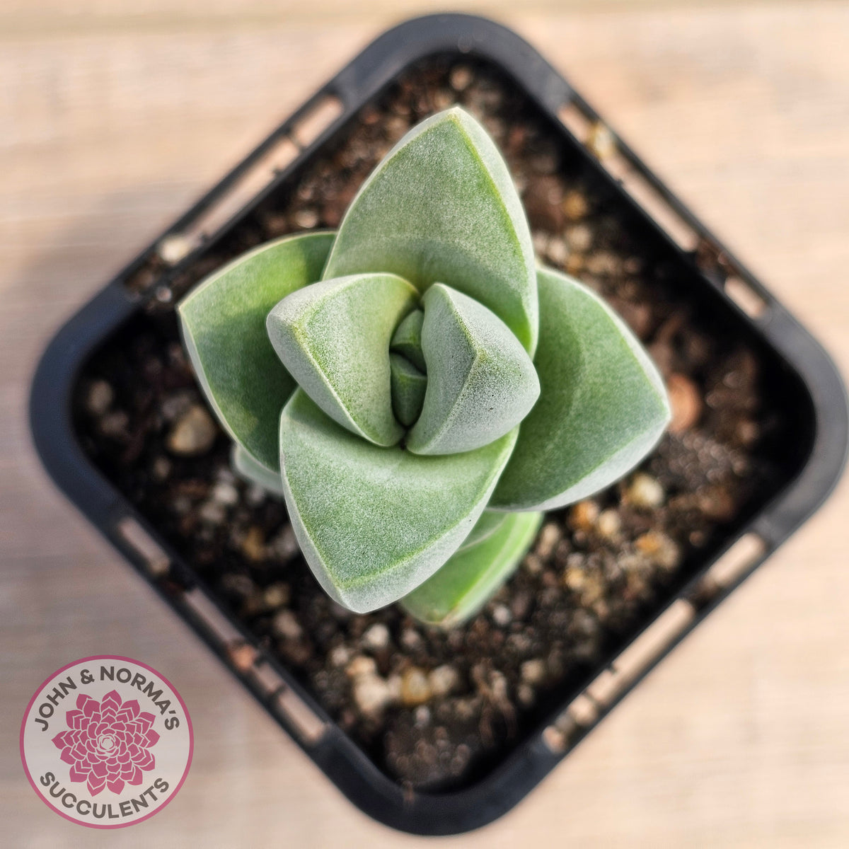 Crassula Moonglow