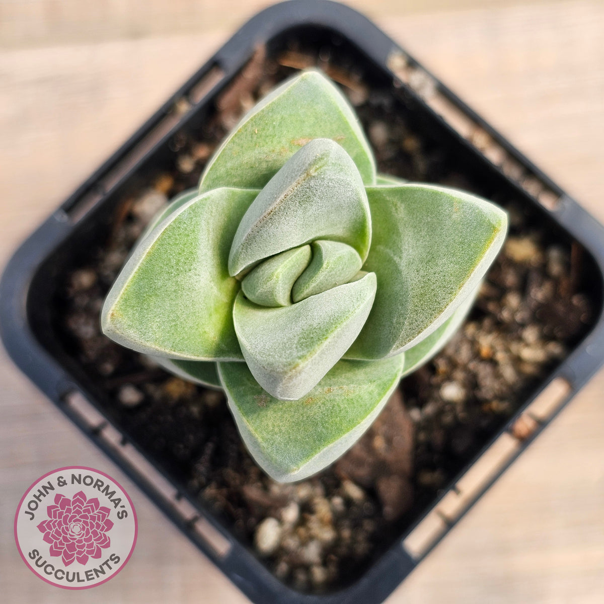 Crassula Moonglow