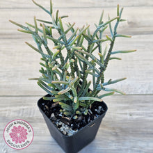Load image into Gallery viewer, Crassula Muscosa (Lg)
