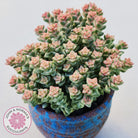 Crassula Pastel - Tom Thumb variegata (multi)