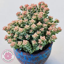 Load image into Gallery viewer, Large multi head Crassula Pastel Tom Thumb variegata plant showing beautiful pink blush on top growth. Displayed in blue and pink ceramic pot.
