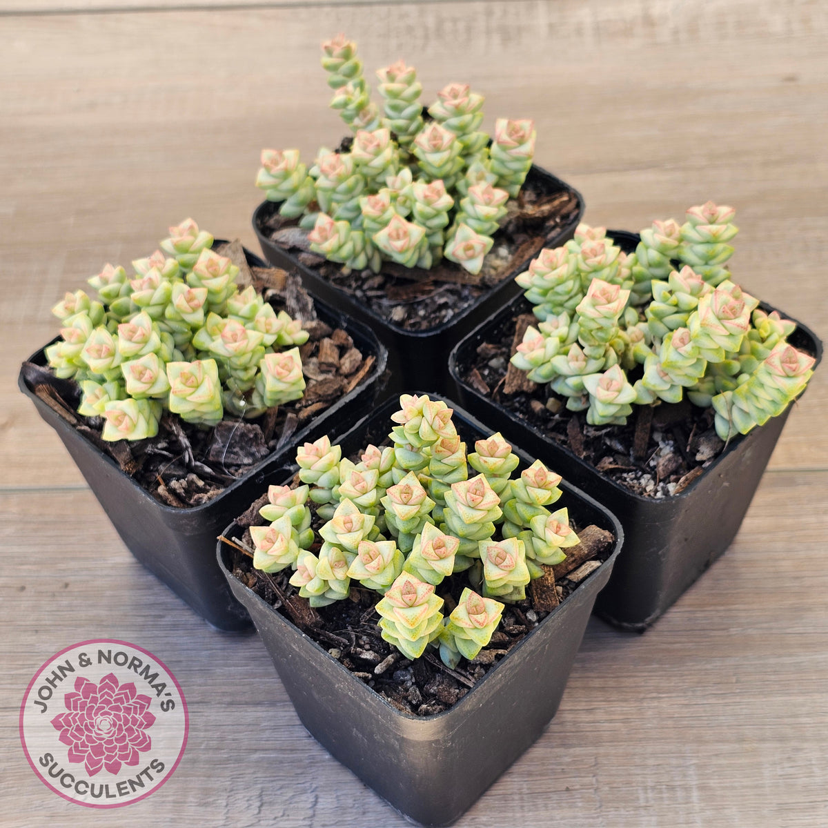 Crassula Pastel - Tom Thumb variegata (multi)