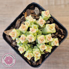Crassula Pastel - Tom Thumb variegata (multi)