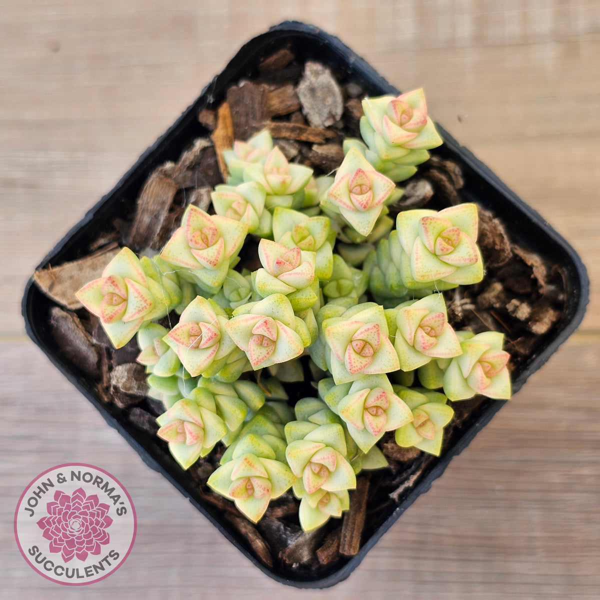 Crassula Pastel - Tom Thumb variegata (multi)