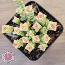 Load image into Gallery viewer, Crassula Pastel - Tom Thumb variegata (multi)
