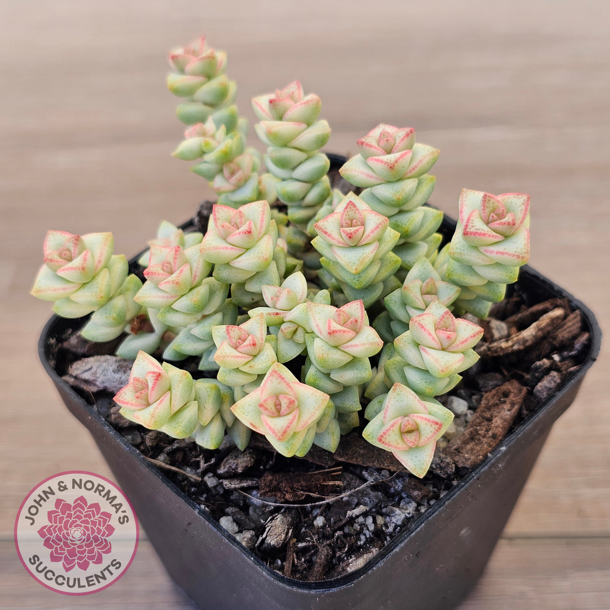 Crassula Pastel - Tom Thumb variegata (multi)