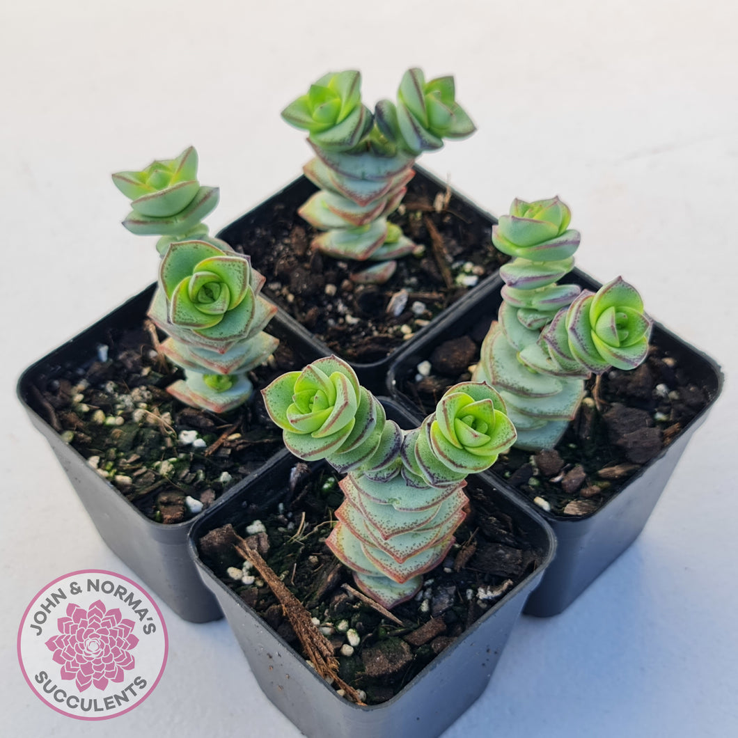 Crassula perforata