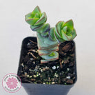 Crassula perforata