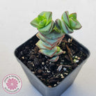 Crassula perforata