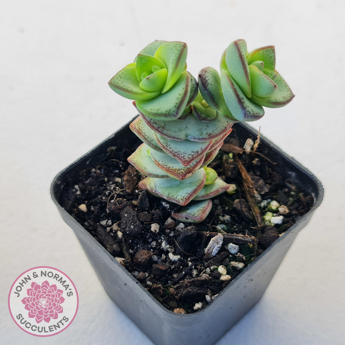 Crassula perforata