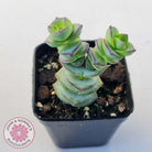 Crassula perforata