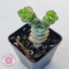 Crassula perforata