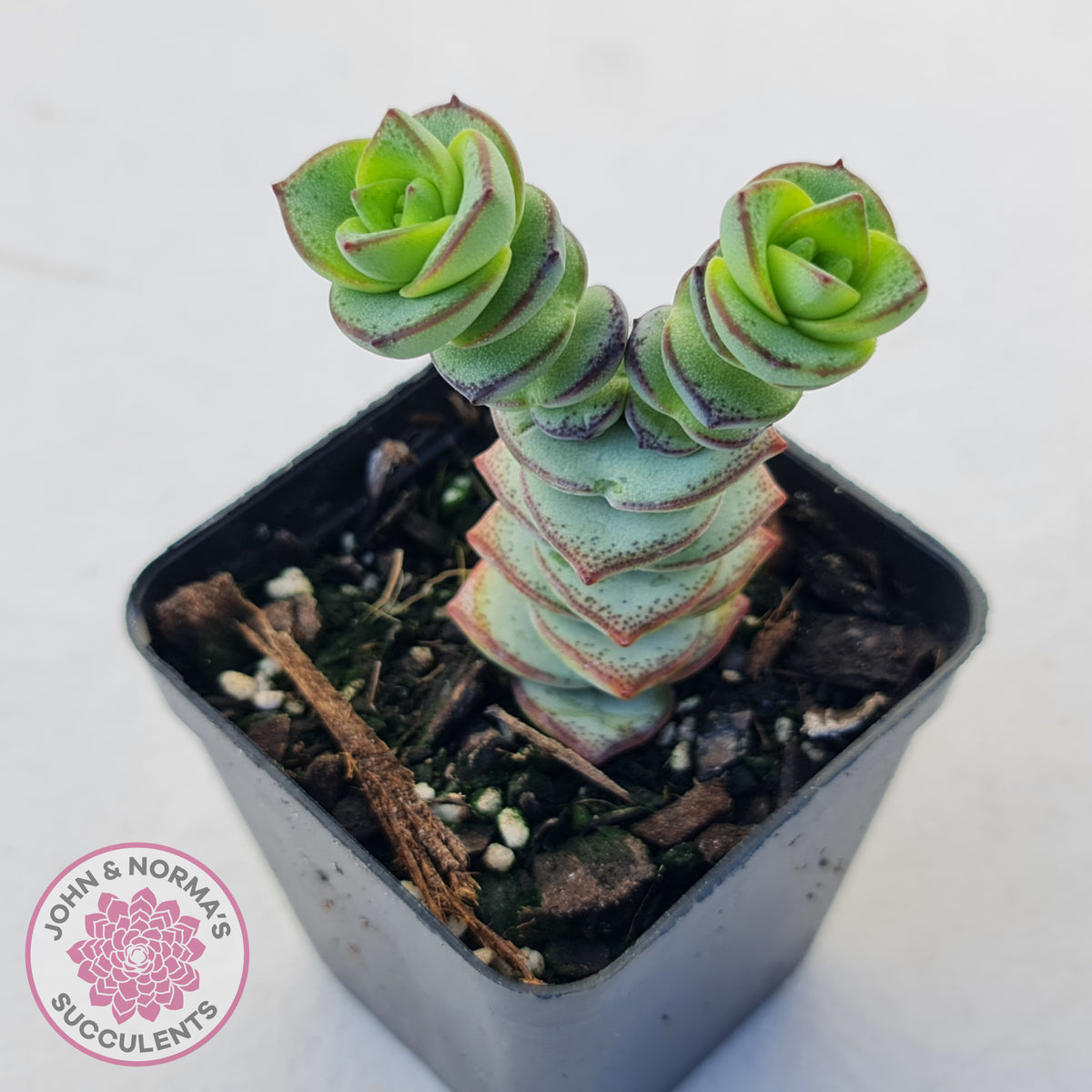 Crassula perforata